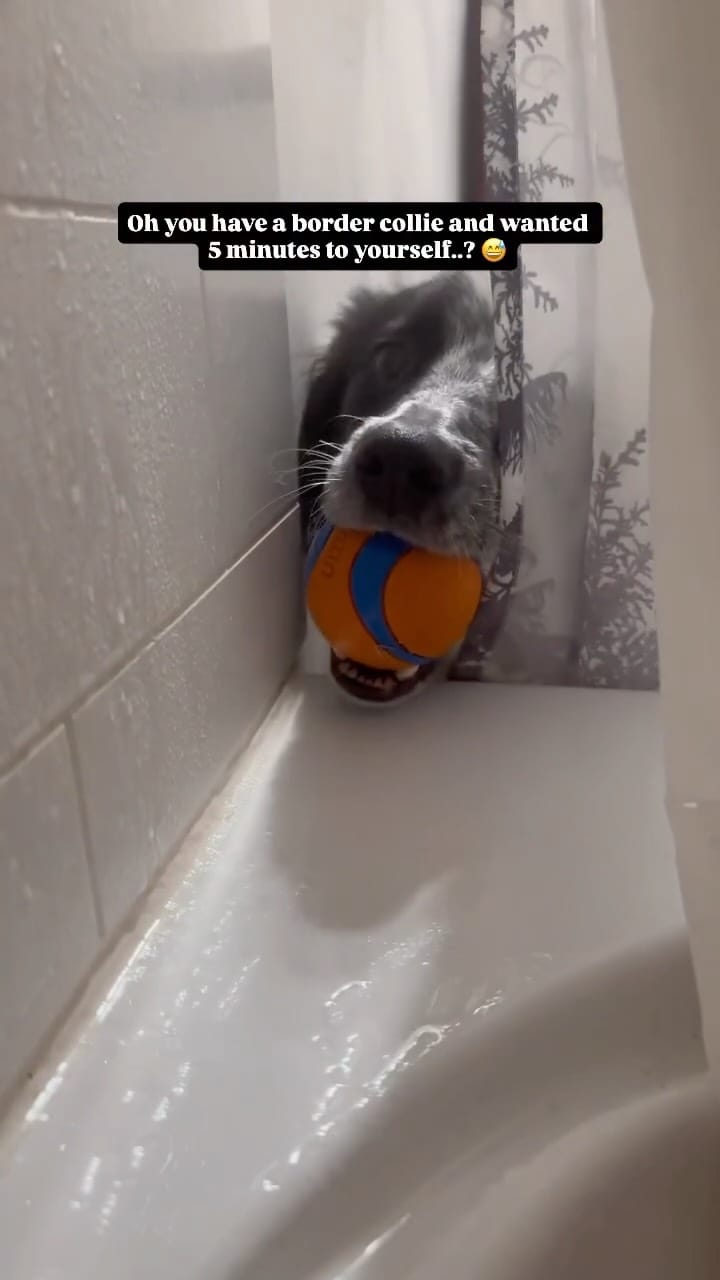 Post 7 by Shaye Nelissen | Content Creator 🏔️ Carl | SUP PUP on Instagram (video)