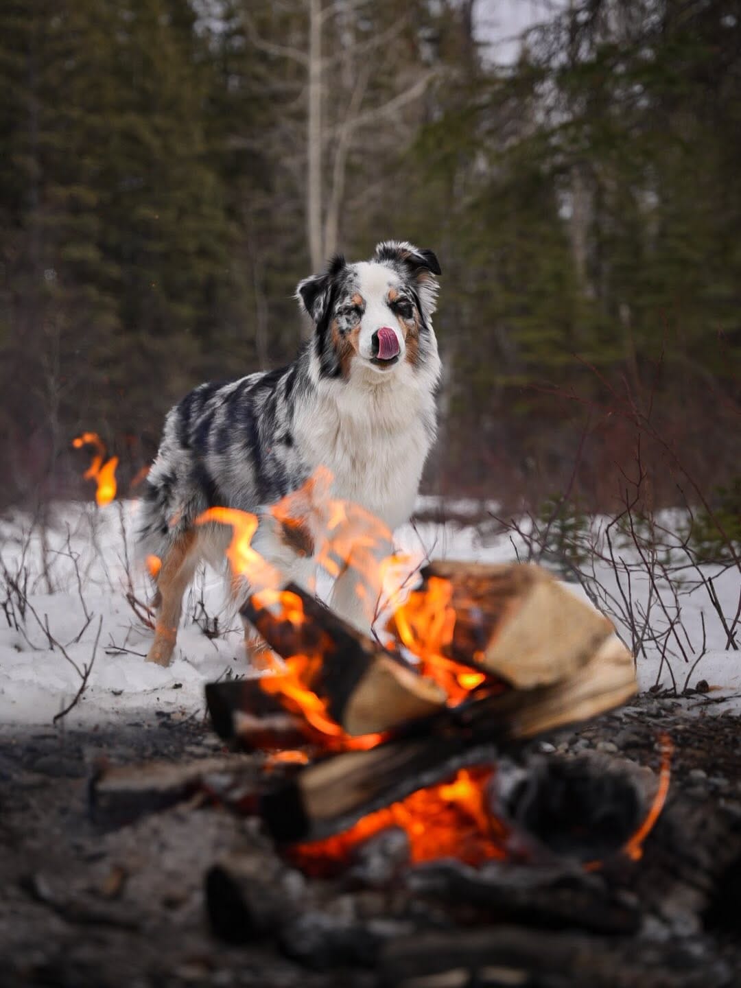 Post 5 by Shaye Nelissen | Content Creator 🏔️ Carl | SUP PUP on Instagram (carousel)