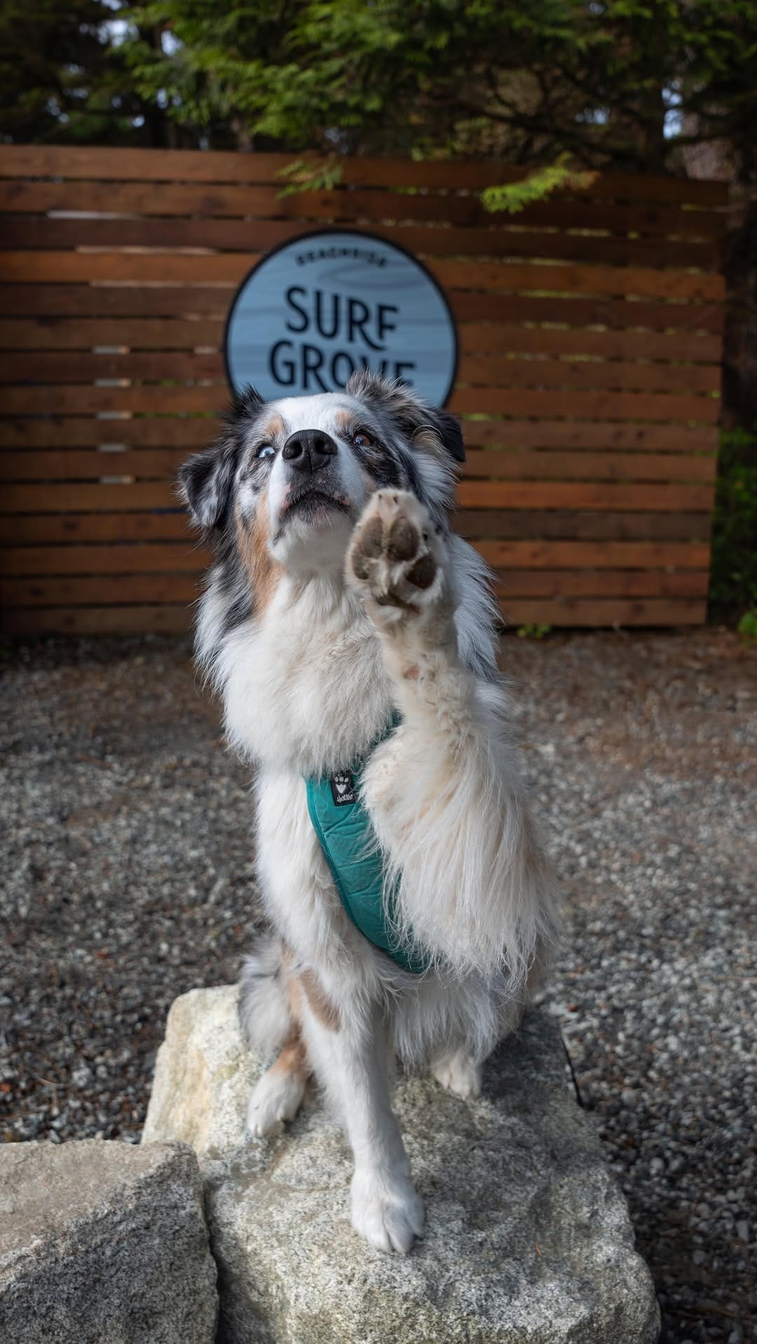 Post 10 by Shaye Nelissen | Content Creator 🏔️ Carl | SUP PUP on Instagram (video)
