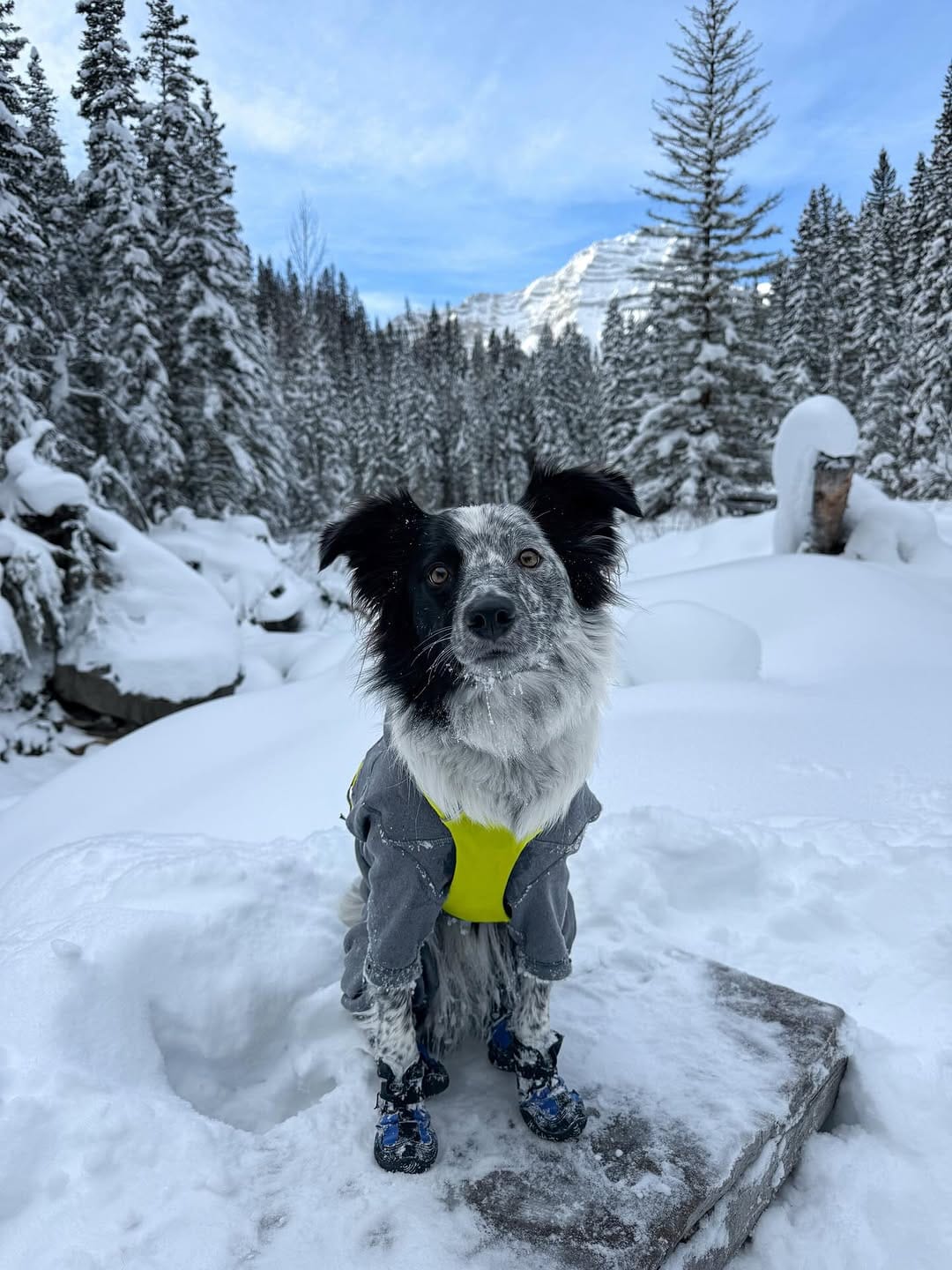 Post 8 by Shaye Nelissen | Content Creator 🏔️ Carl | SUP PUP on Instagram (carousel)