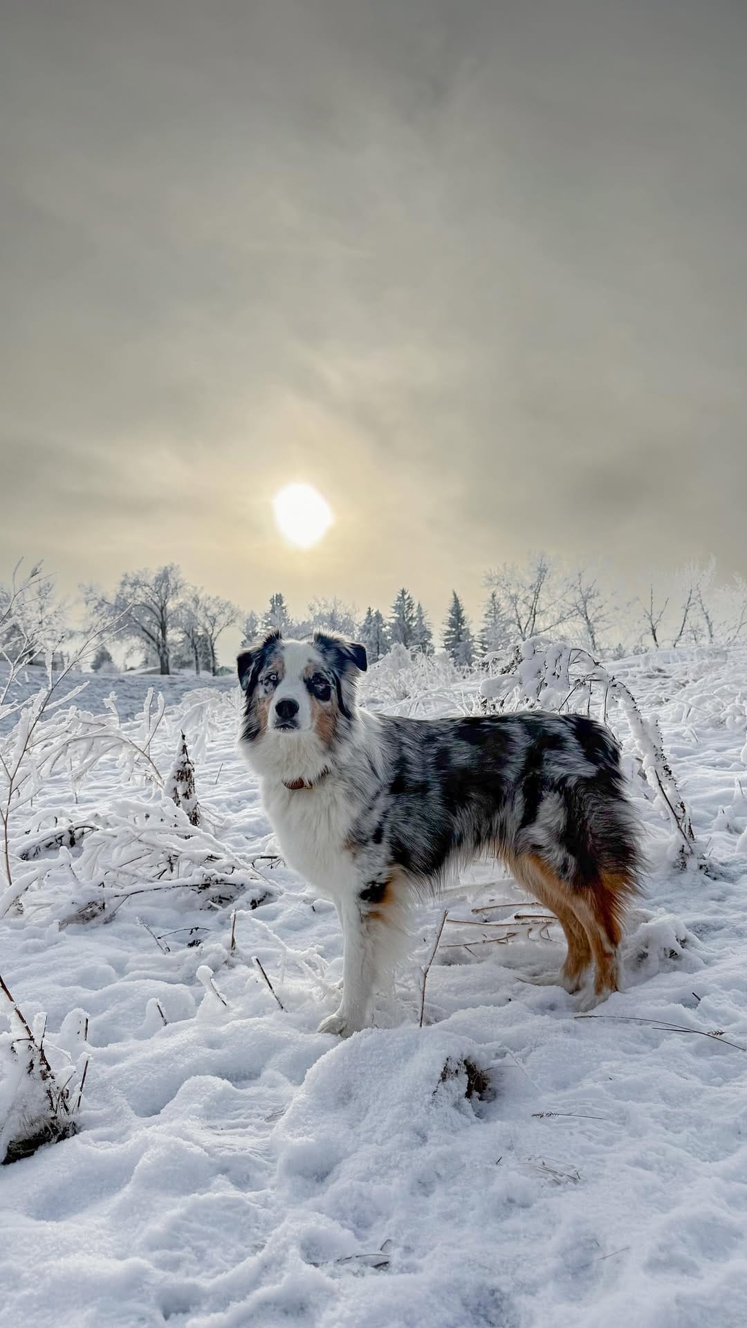 Post 6 by Shaye Nelissen | Content Creator 🏔️ Carl | SUP PUP on Instagram (video)