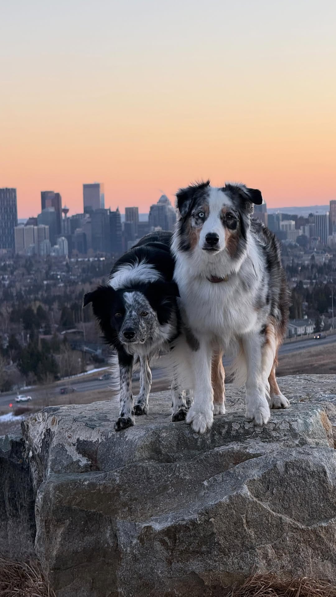 Post 1 by Shaye Nelissen | Content Creator 🏔️ Carl | SUP PUP on Instagram (video)