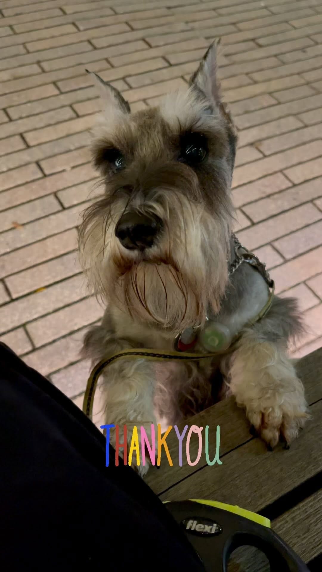 Post 10 by Muffin, Miniature Schnauzer on Instagram (video)