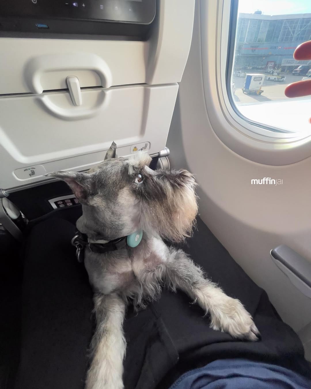 Post 9 by Muffin, Miniature Schnauzer on Instagram (carousel)