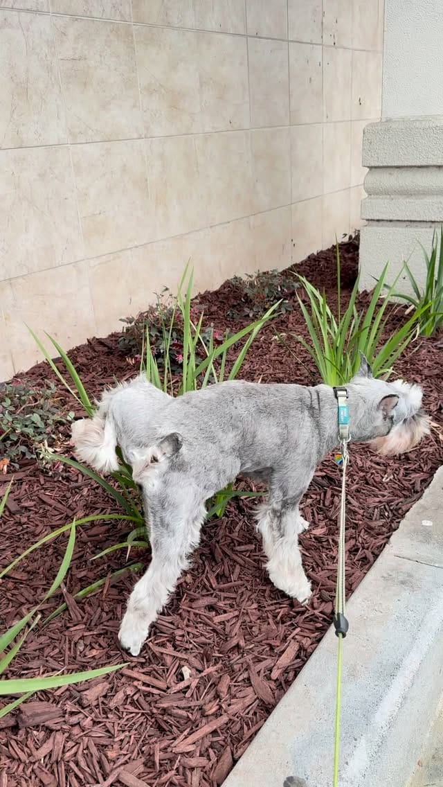 Post 6 by Muffin, Miniature Schnauzer on Instagram (video)