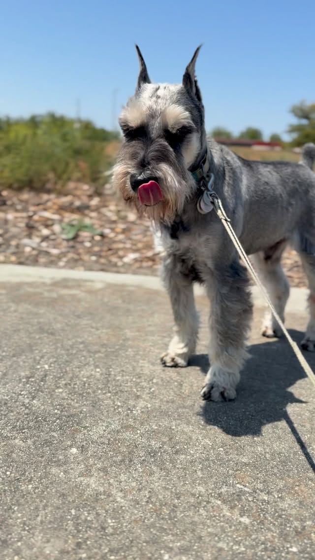 Post 4 by Muffin, Miniature Schnauzer on Instagram (video)