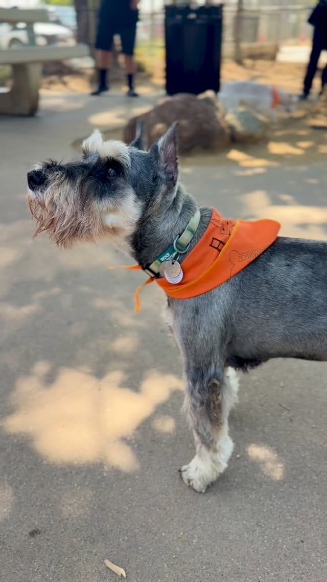 Post 5 by Muffin, Miniature Schnauzer on Instagram (video)