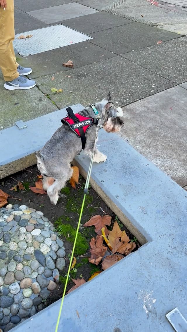 Post 3 by Muffin, Miniature Schnauzer on Instagram (video)