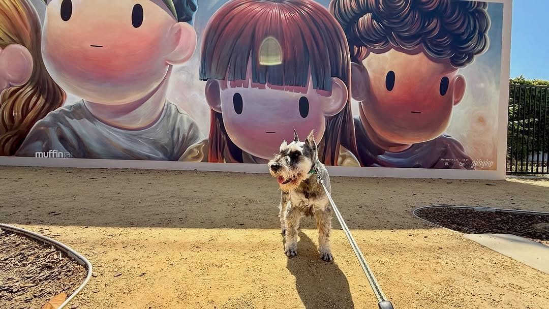 Post 1 by Muffin, Miniature Schnauzer on Instagram (carousel)