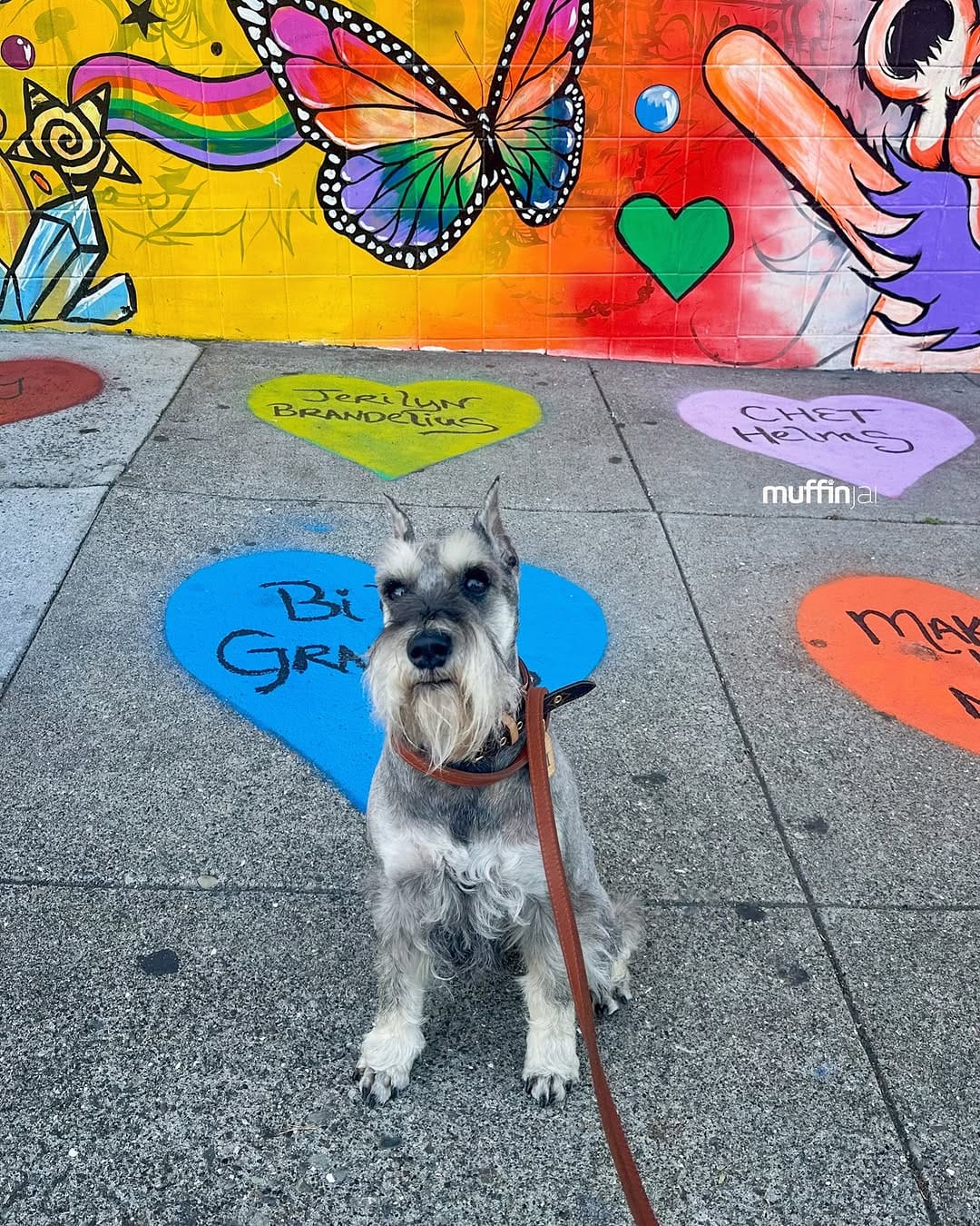 Post 8 by Muffin, Miniature Schnauzer on Instagram (carousel)