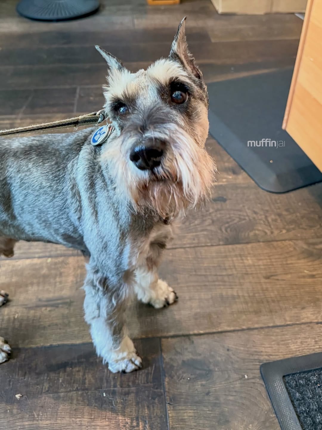 Post 7 by Muffin, Miniature Schnauzer on Instagram (carousel)