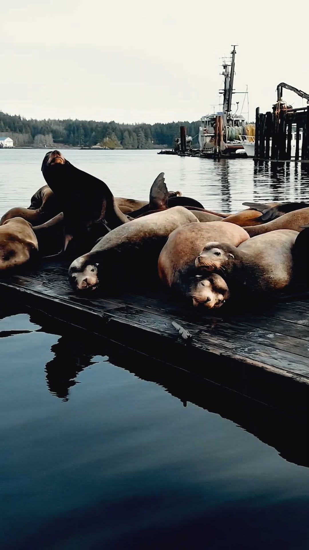 Post 3 by Diogo Dias | PNW & Beyond on Instagram (video)