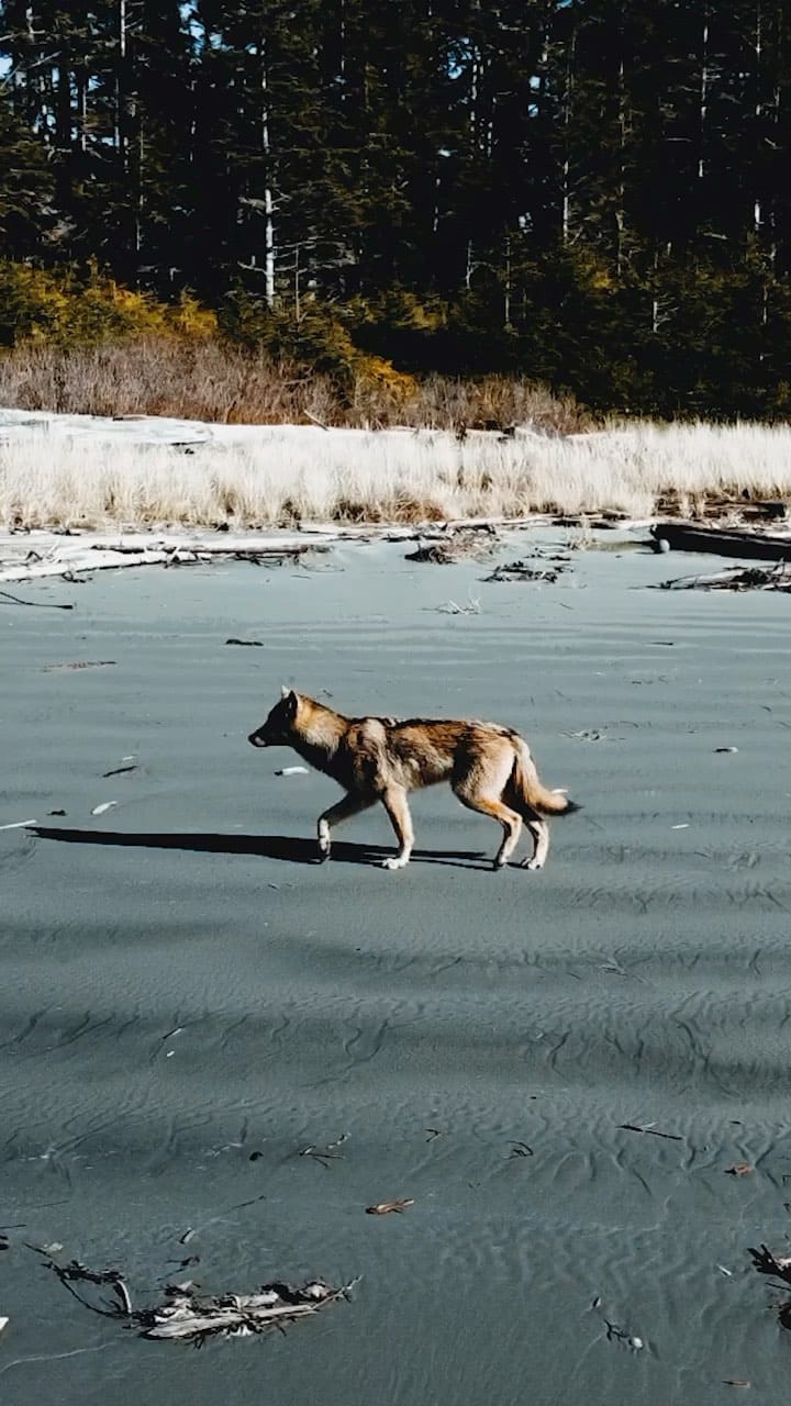 Post 7 by Diogo Dias | PNW & Beyond on Instagram (video)
