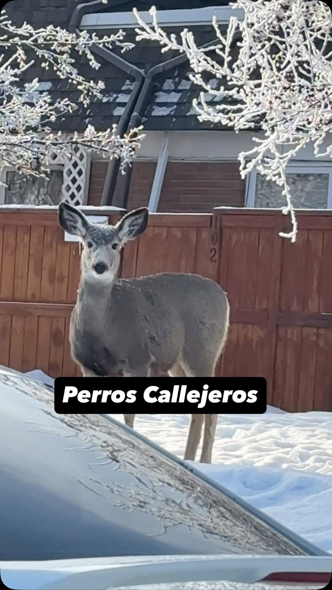 Post 8 by El Chamo te lo Cuenta on Instagram (video)
