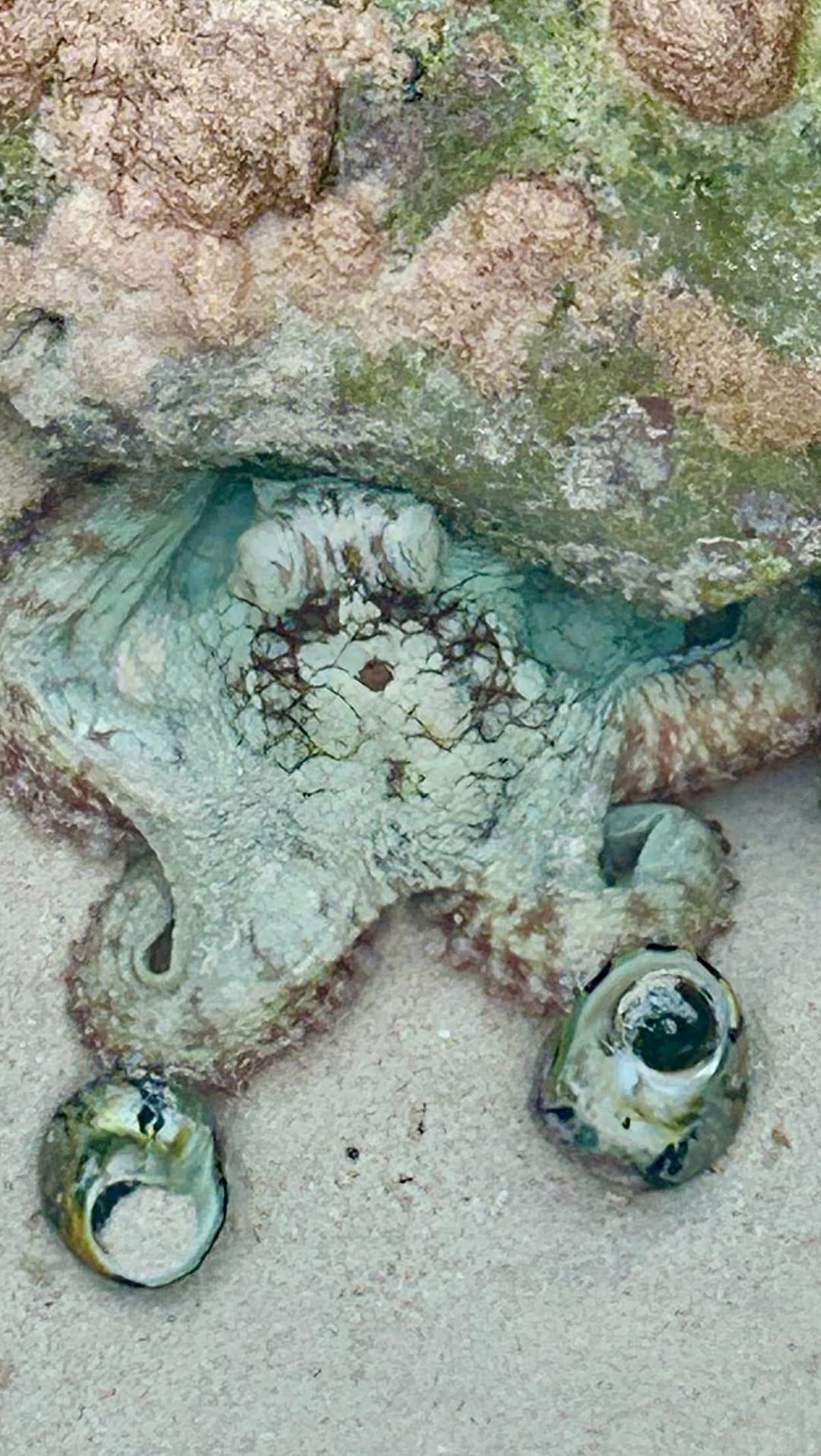 Post 3 by Ocean Art by Kimberley Eddy on Instagram (video)