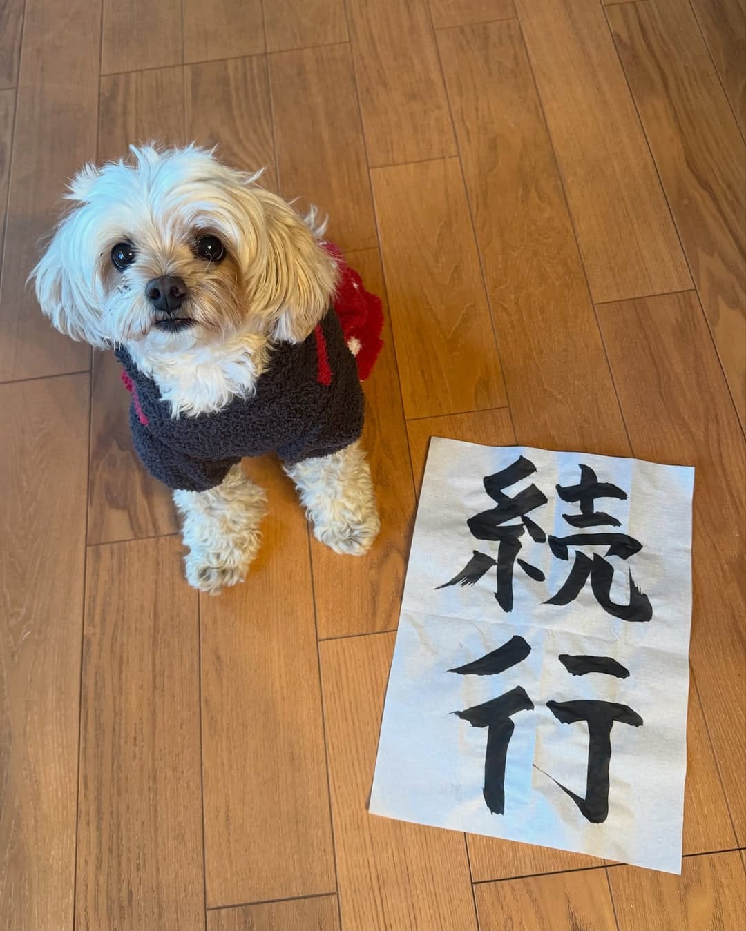 Post 10 by Yuka Sanui on Instagram (image)