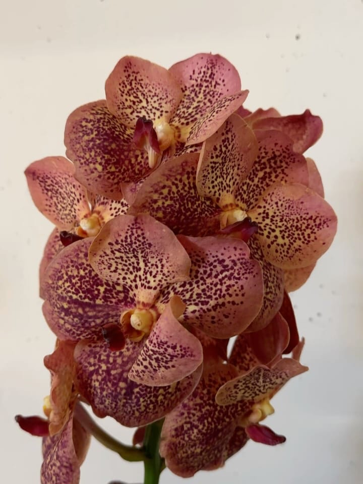 Post 6 by joanne  //  toronto florist on Instagram (carousel)