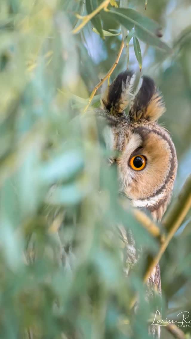 Post 5 by Larissa Rand on Instagram (video)