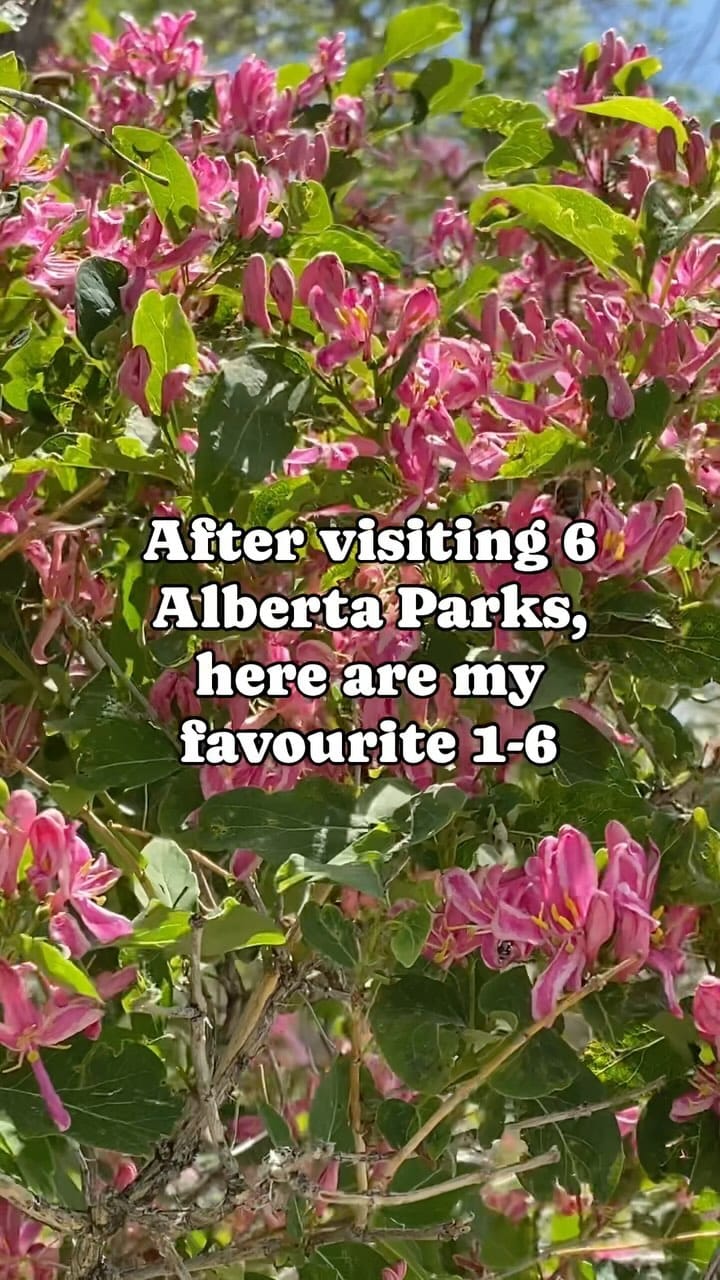 Post 10 by Leslie * Canadian Creator & Photographer on Instagram (video)