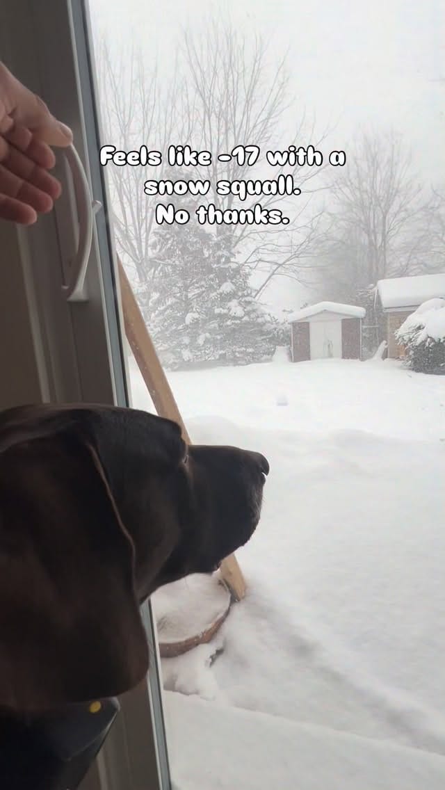 Post 1 by 𝐎𝐃𝐈𝐍 | ɢᴇʀᴍᴀɴ ꜱʜᴏʀᴛʜᴀɪʀᴇᴅ ᴘᴏɪɴᴛᴇʀ on Instagram (video)