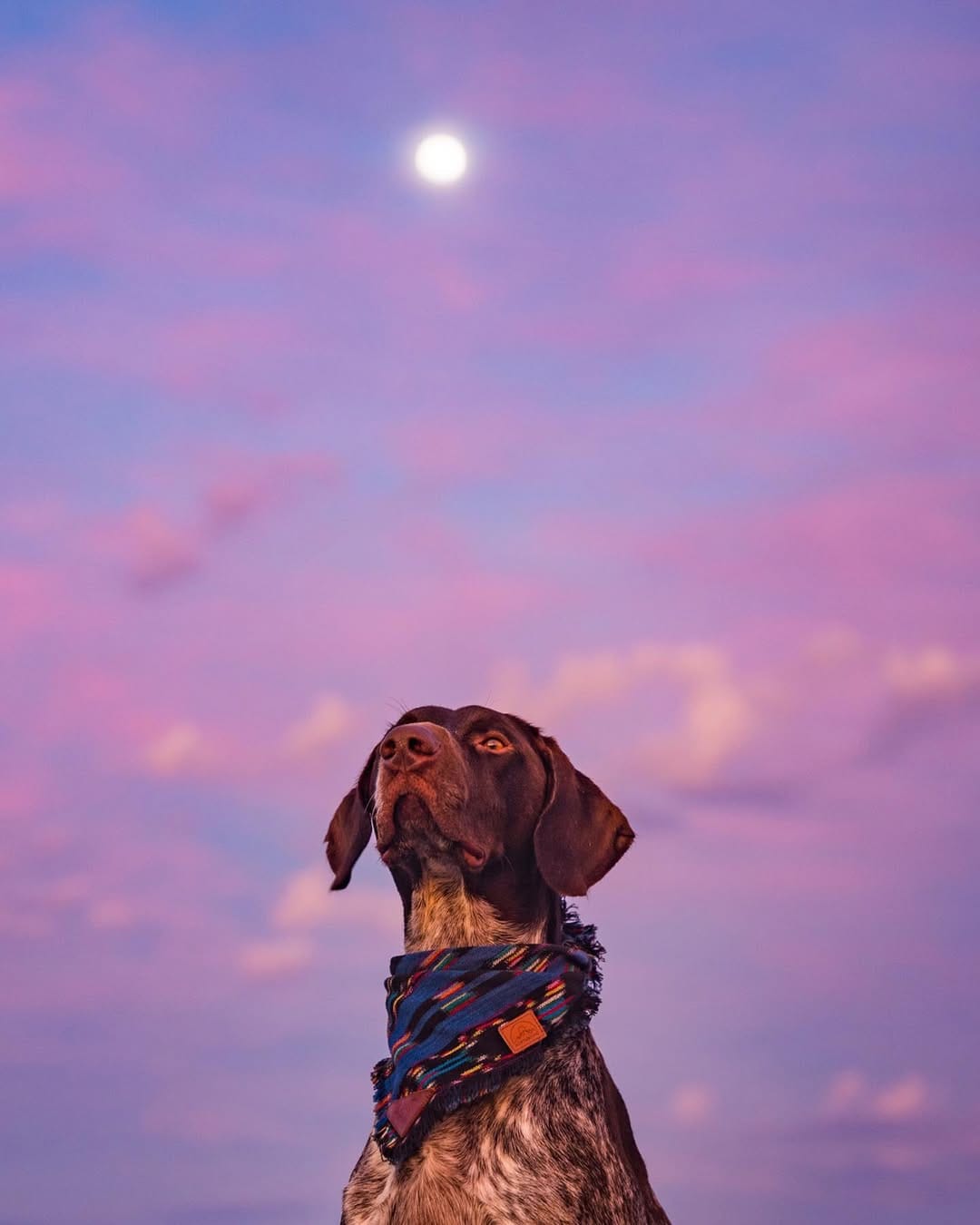 Post 9 by 𝐎𝐃𝐈𝐍 | ɢᴇʀᴍᴀɴ ꜱʜᴏʀᴛʜᴀɪʀᴇᴅ ᴘᴏɪɴᴛᴇʀ on Instagram (carousel)