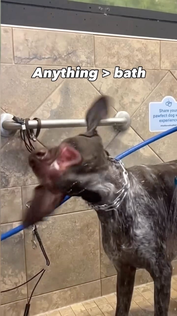 Post 7 by 𝐎𝐃𝐈𝐍 | ɢᴇʀᴍᴀɴ ꜱʜᴏʀᴛʜᴀɪʀᴇᴅ ᴘᴏɪɴᴛᴇʀ on Instagram (video)