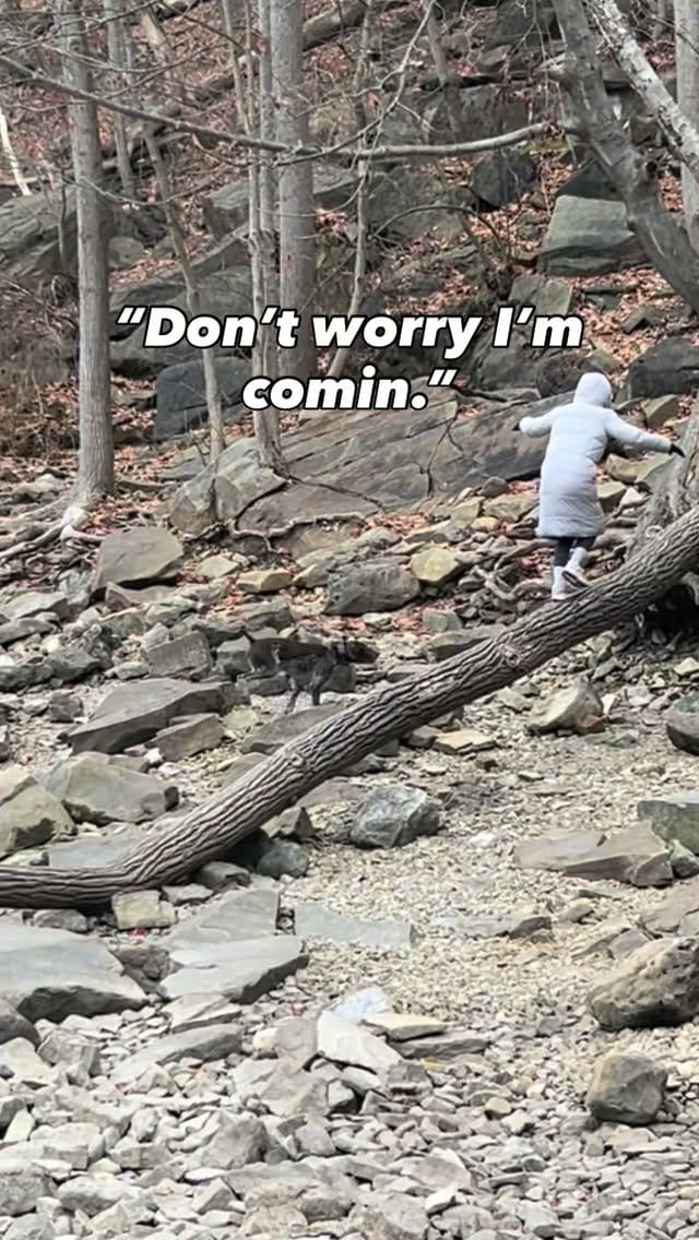 Post 5 by 𝐎𝐃𝐈𝐍 | ɢᴇʀᴍᴀɴ ꜱʜᴏʀᴛʜᴀɪʀᴇᴅ ᴘᴏɪɴᴛᴇʀ on Instagram (video)