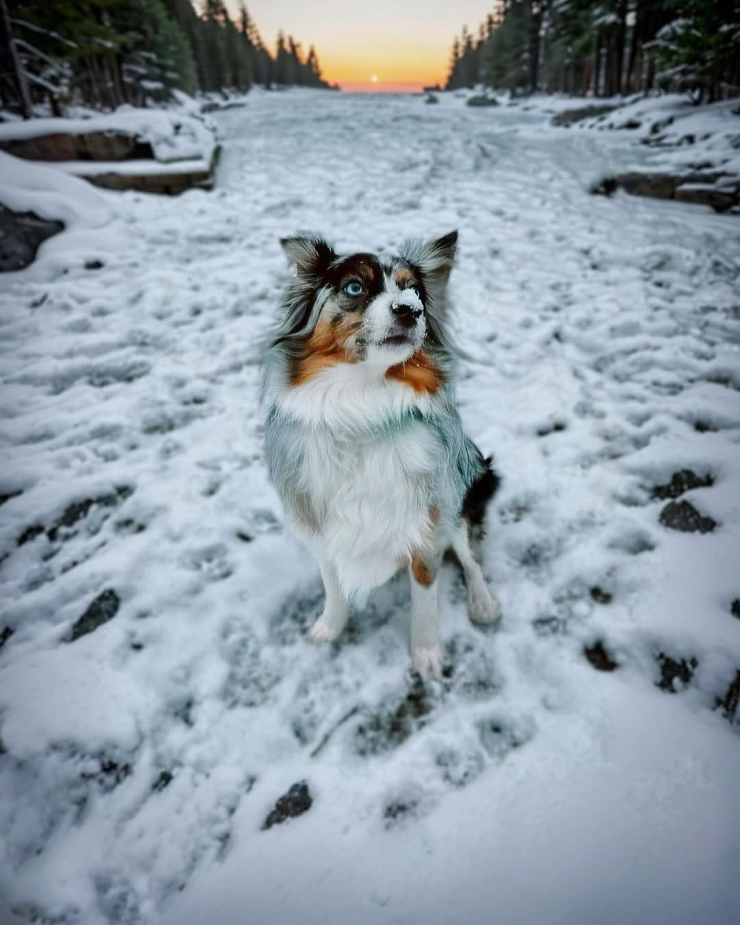 Post 9 by Cookie The Miniature Australian Shepherd | Toronto on Instagram (carousel)