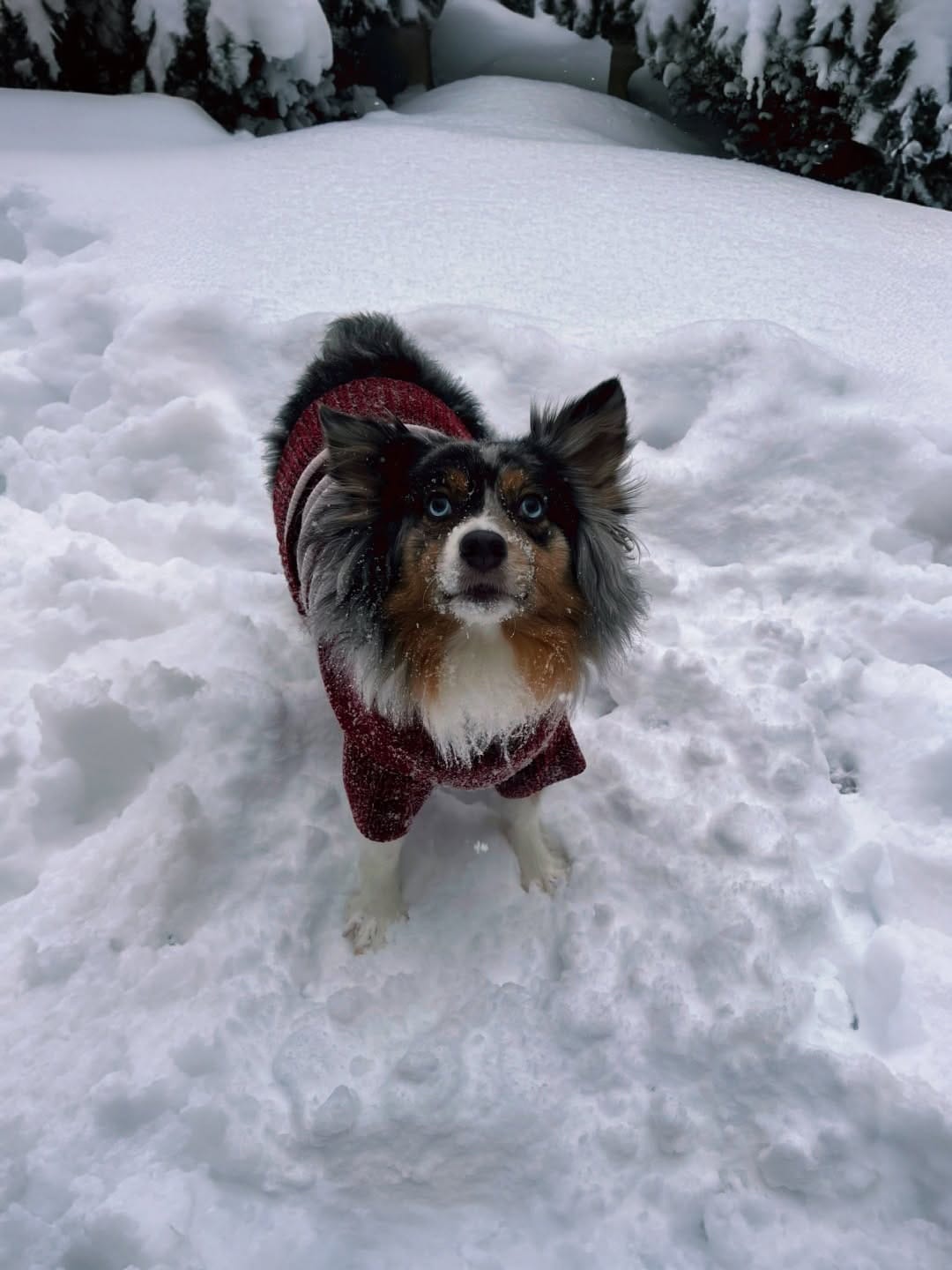Post 7 by Cookie The Miniature Australian Shepherd | Toronto on Instagram (carousel)