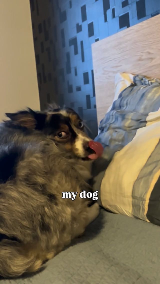 Post 3 by Cookie The Miniature Australian Shepherd | Toronto on Instagram (video)