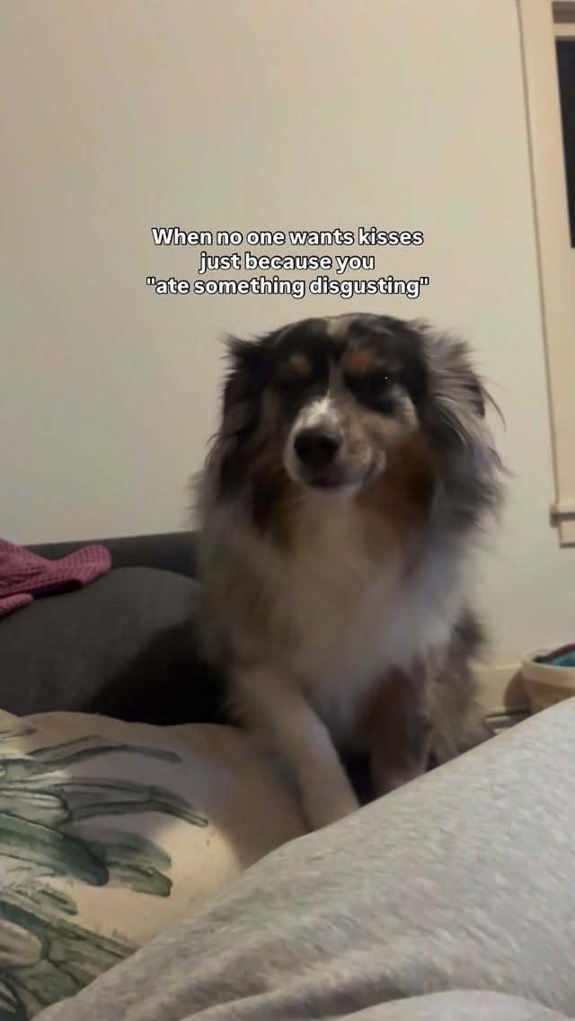 Post 6 by Cookie The Miniature Australian Shepherd | Toronto on Instagram (video)