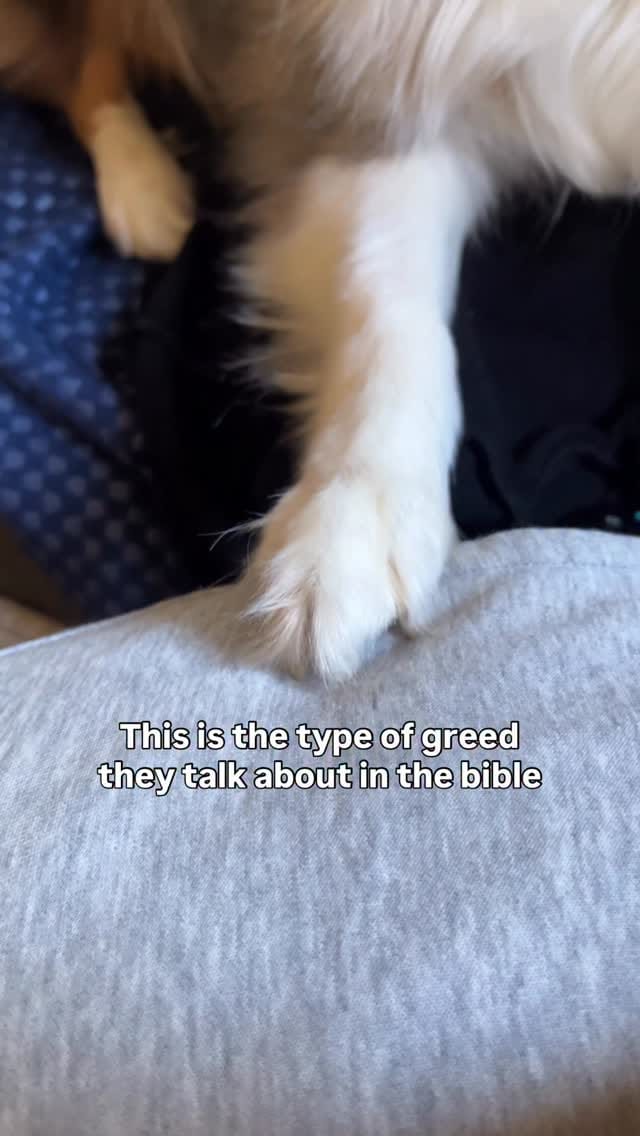 Post 1 by Cookie The Miniature Australian Shepherd | Toronto on Instagram (video)