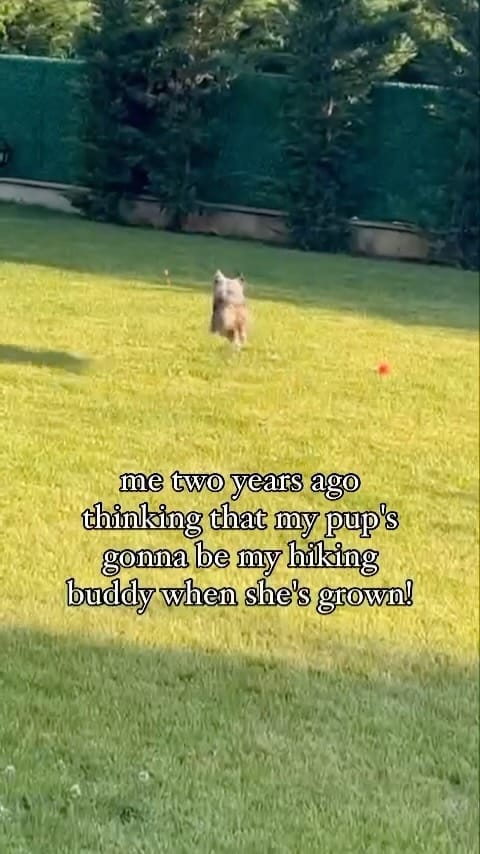 Post 10 by Cookie The Miniature Australian Shepherd | Toronto on Instagram (video)