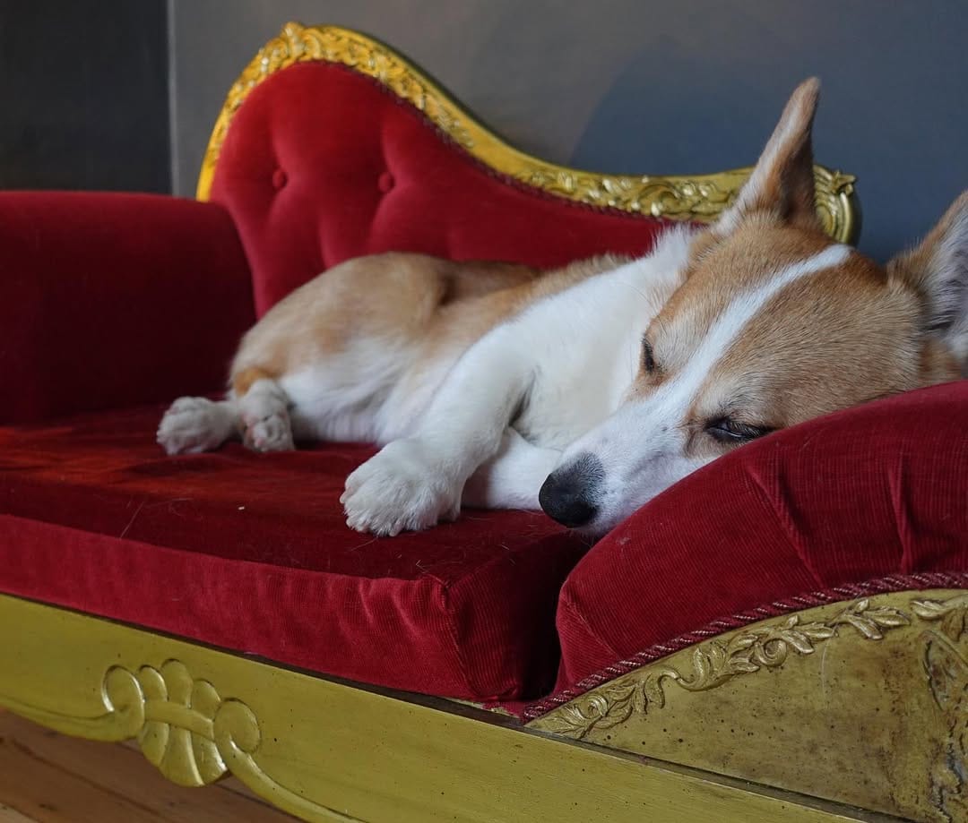 Post 2 by Cannelle the Corgi on Instagram (image)