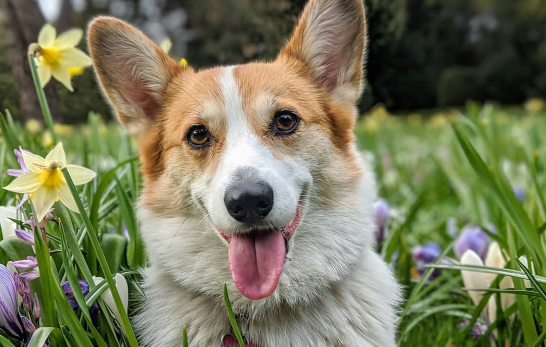 Post 9 by Cannelle the Corgi on Instagram (image)
