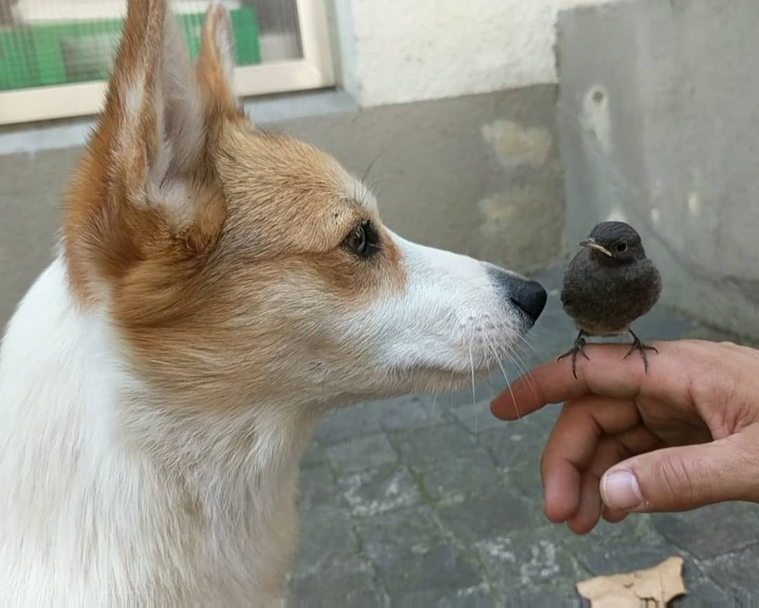 Post 10 by Cannelle the Corgi on Instagram (image)