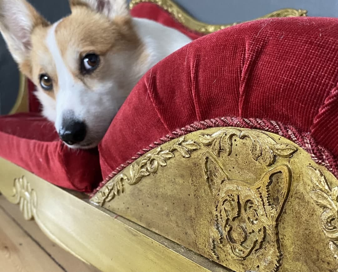 Post 6 by Cannelle the Corgi on Instagram (image)