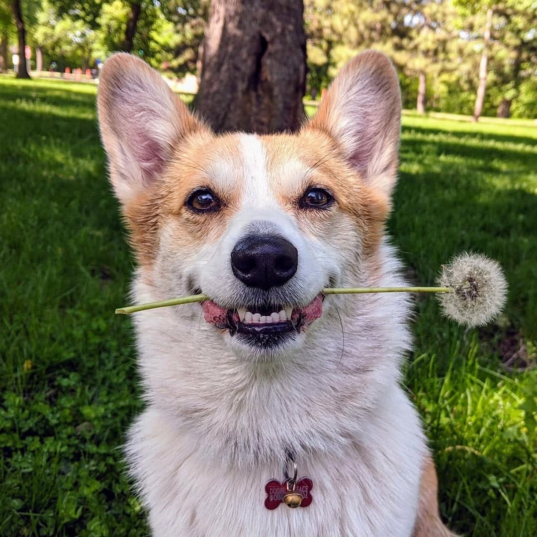 Post 1 by Cannelle the Corgi on Instagram (image)