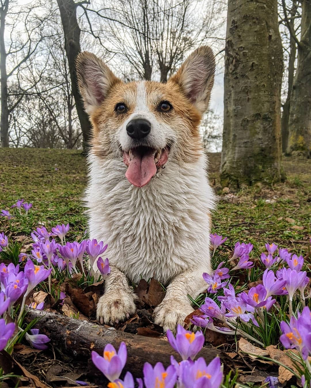 Post 8 by Cannelle the Corgi on Instagram (image)
