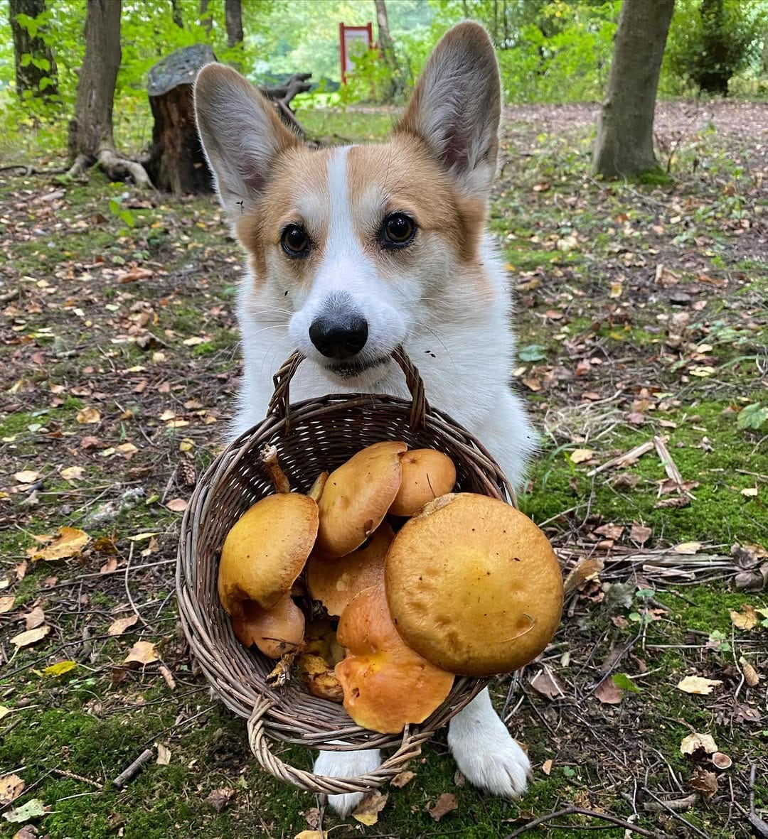 Post 3 by Cannelle the Corgi on Instagram (image)