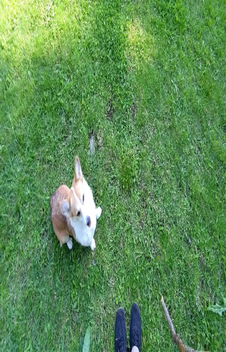 Post 5 by Cannelle the Corgi on Instagram (video)