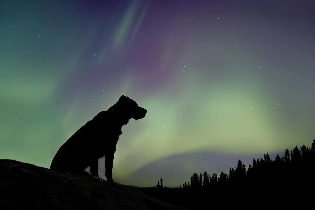 Post 4 by Hounds & Horizons | Dog Photography by Laura Holzner on Instagram (carousel)