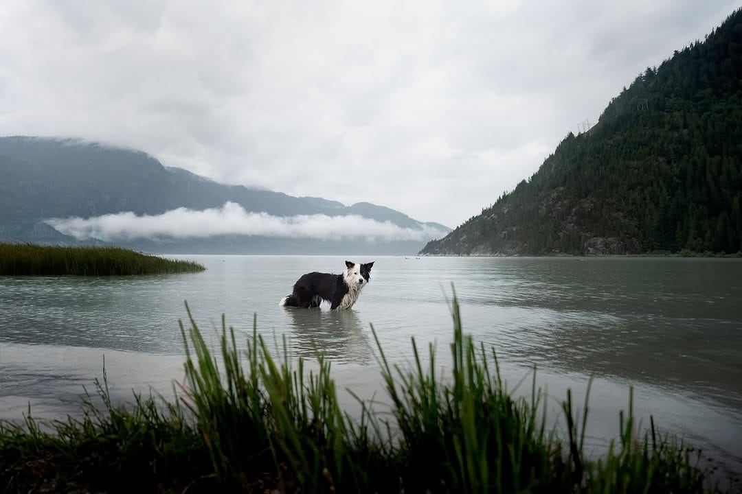 Post 1 by Hounds & Horizons | Dog Photography by Laura Holzner on Instagram (carousel)