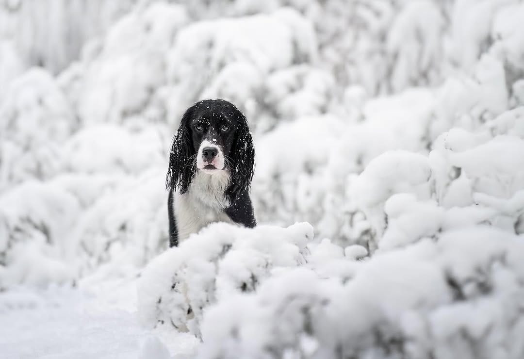 Post 7 by Hounds & Horizons | Dog Photography by Laura Holzner on Instagram (image)