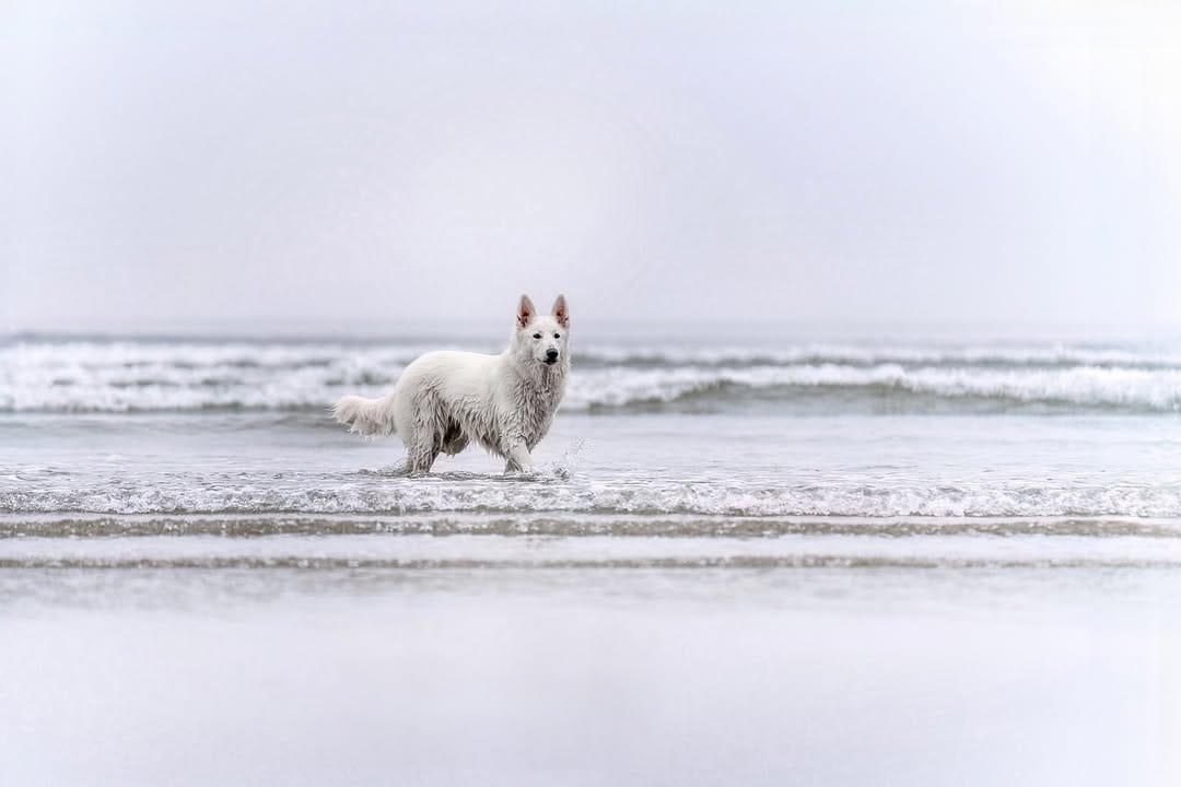 Post 5 by Hounds & Horizons | Dog Photography by Laura Holzner on Instagram (image)