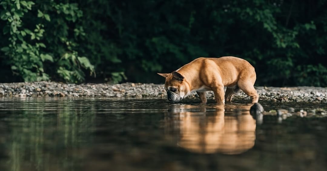 Post 2 by Hounds & Horizons | Dog Photography by Laura Holzner on Instagram (carousel)