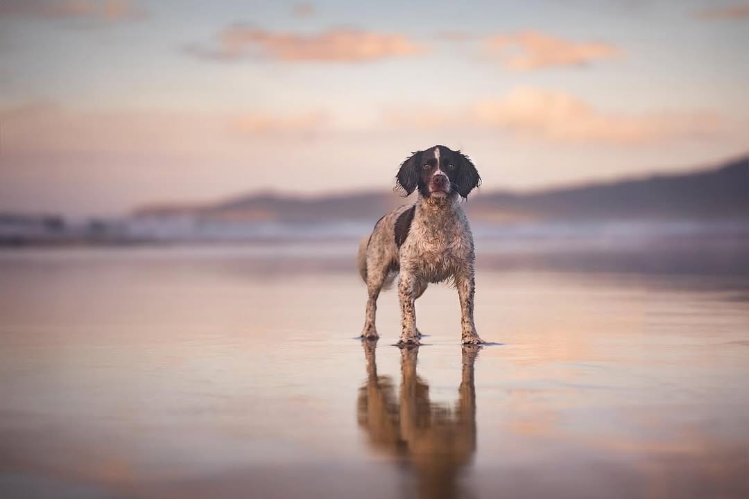 Post 6 by Hounds & Horizons | Dog Photography by Laura Holzner on Instagram (image)