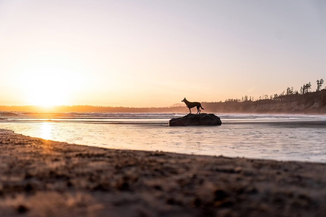 Post 3 by Hounds & Horizons | Dog Photography by Laura Holzner on Instagram (carousel)
