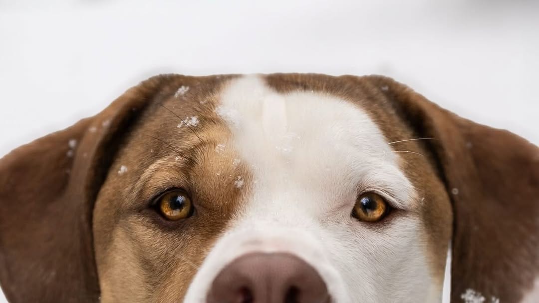 Post 8 by Hounds & Horizons | Dog Photography by Laura Holzner on Instagram (carousel)