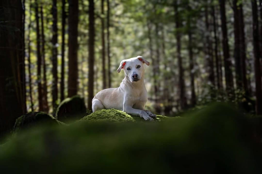 Post 9 by Hounds & Horizons | Dog Photography by Laura Holzner on Instagram (image)